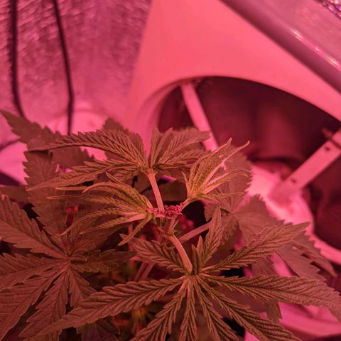 Sweet Haze growlog timeline photo