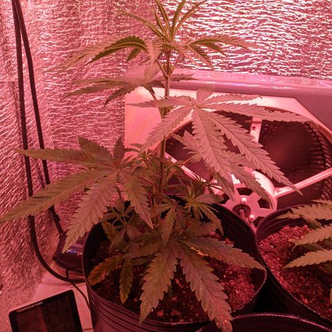 Sweet Haze growlog timeline photo