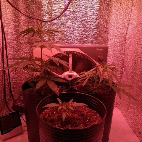 Sweet Haze growlog timeline photo