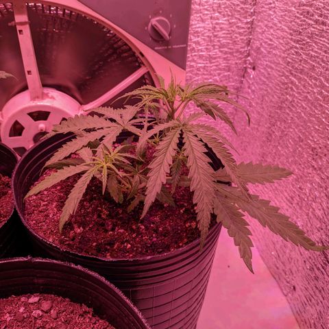 Sweet Haze growlog timeline photo
