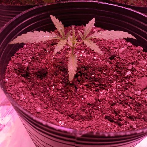 Sweet Haze growlog timeline photo