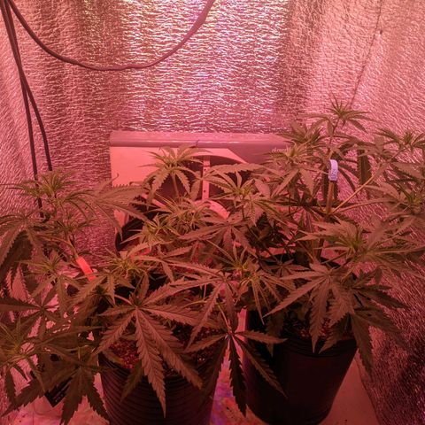 Sweet Haze growlog timeline photo