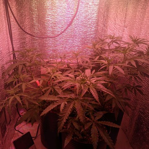 Sweet Haze growlog timeline photo