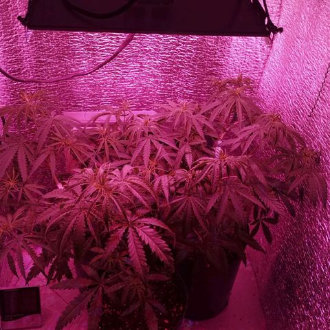 Sweet Haze growlog timeline photo