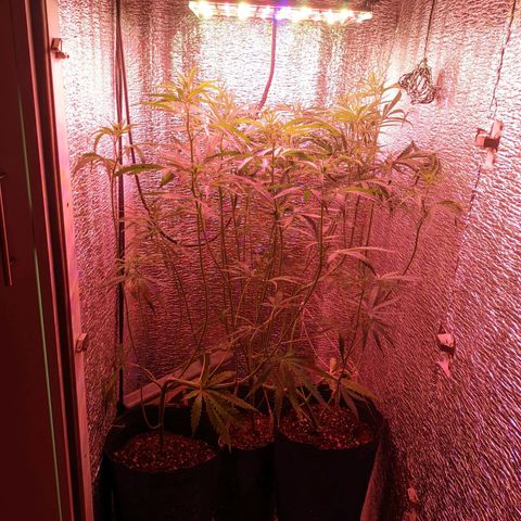 Sweet Haze growlog timeline photo