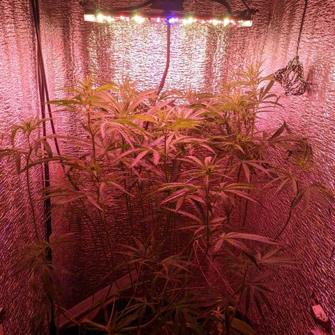 Sweet Haze growlog timeline photo