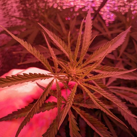 Sweet Haze growlog timeline photo