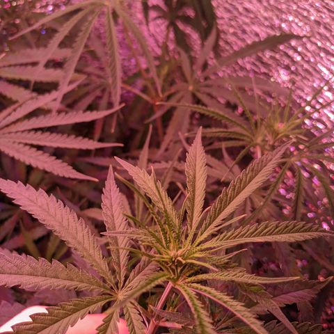 Sweet Haze growlog timeline photo