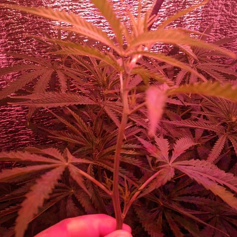 Sweet Haze growlog timeline photo
