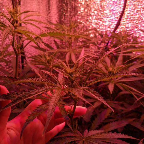 Sweet Haze growlog timeline photo