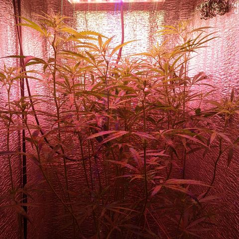 Sweet Haze growlog timeline photo