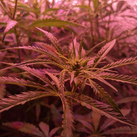 Sweet Haze growlog timeline photo