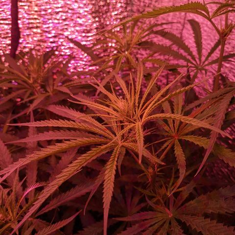 Sweet Haze growlog timeline photo
