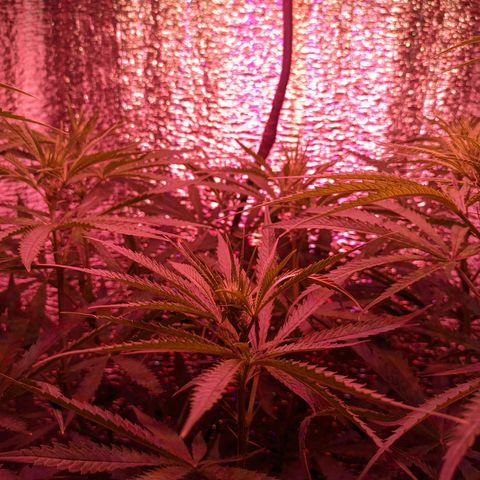 Sweet Haze growlog timeline photo