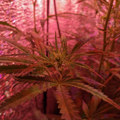 Sweet Haze growlog timeline photo
