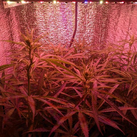 Sweet Haze growlog timeline photo