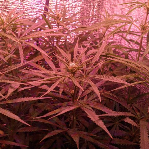 Sweet Haze growlog timeline photo