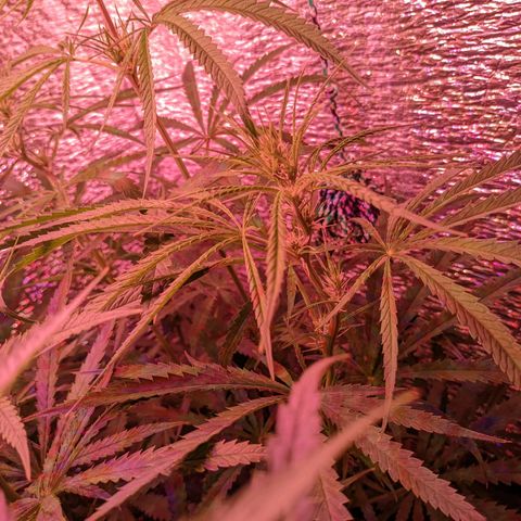 Sweet Haze growlog timeline photo
