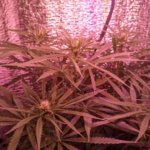 Sweet Haze growlog timeline photo