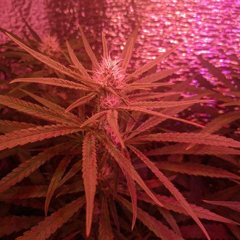 Sweet Haze growlog timeline photo