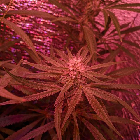 Sweet Haze growlog timeline photo