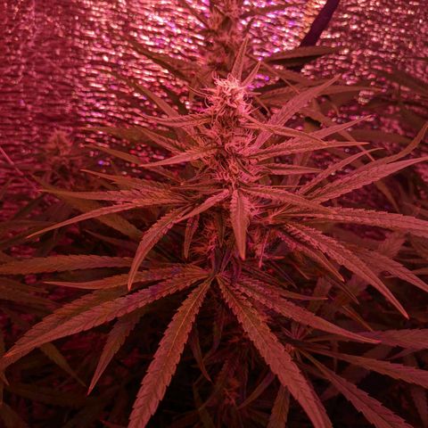 Sweet Haze growlog timeline photo