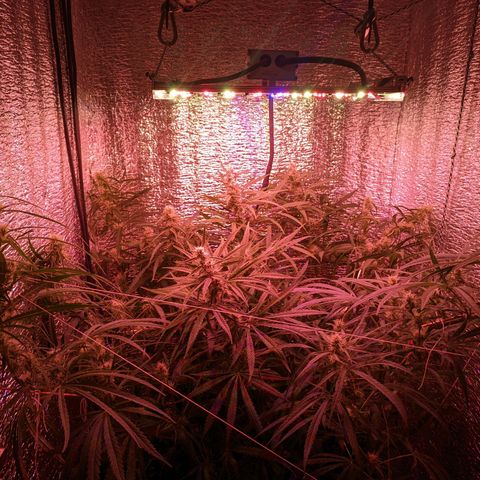 Sweet Haze growlog timeline photo