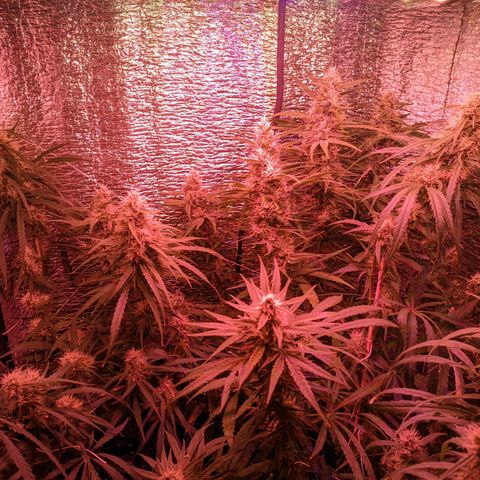 Sweet Haze growlog timeline photo