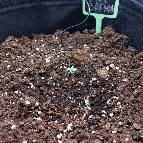 Fat Banana Automatic growlog timeline photo
