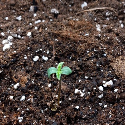 Fat Banana Automatic growlog timeline photo