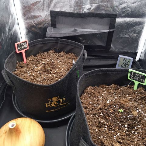 Fat Banana Automatic growlog timeline photo