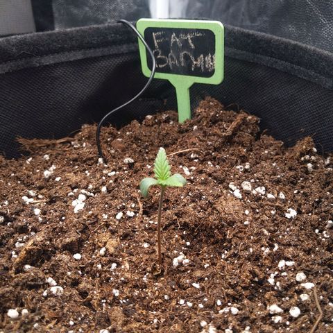 Fat Banana Automatic growlog timeline photo