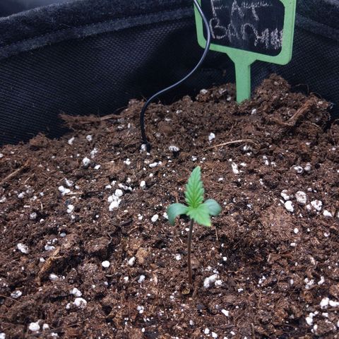 Fat Banana Automatic growlog timeline photo