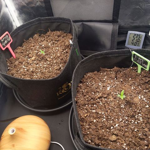 Fat Banana Automatic growlog timeline photo