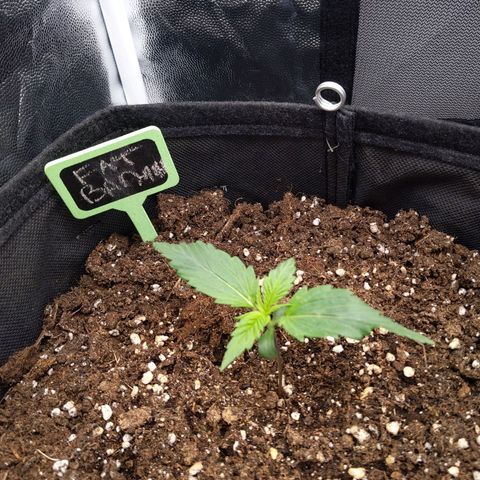 Fat Banana Automatic growlog timeline photo