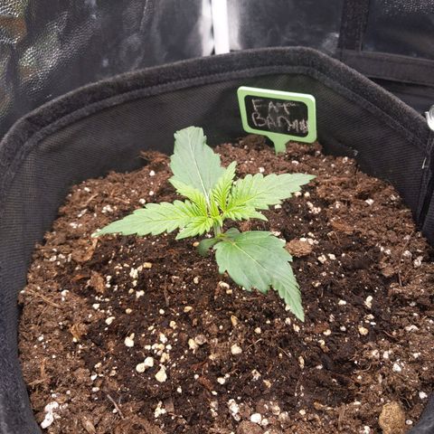 Fat Banana Automatic growlog timeline photo
