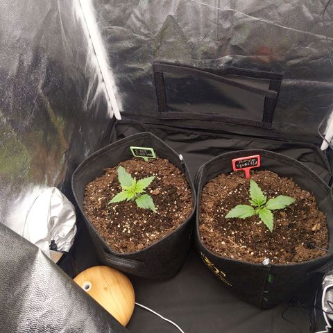 Fat Banana Automatic growlog timeline photo