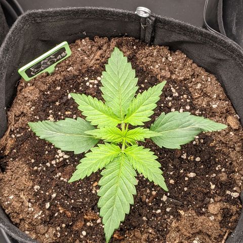 Fat Banana Automatic growlog timeline photo