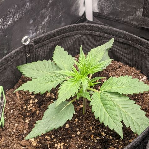 Fat Banana Automatic growlog timeline photo