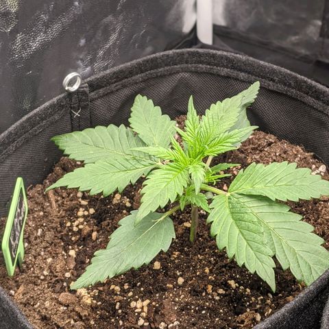 Fat Banana Automatic growlog timeline photo
