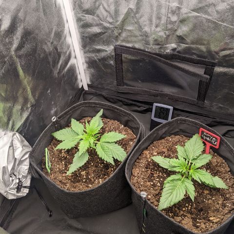 Fat Banana Automatic growlog timeline photo