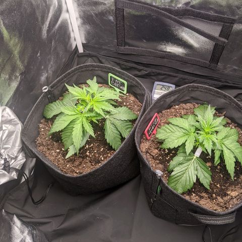 Fat Banana Automatic growlog timeline photo