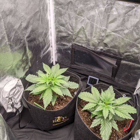 Fat Banana Automatic growlog timeline photo