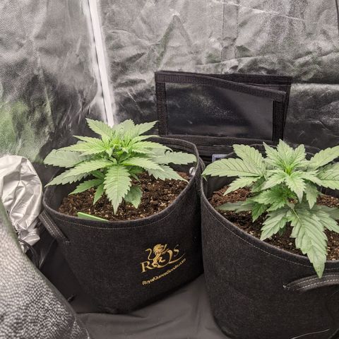 Fat Banana Automatic growlog timeline photo