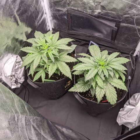 Fat Banana Automatic growlog timeline photo