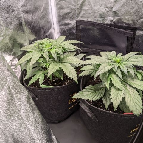 Fat Banana Automatic growlog timeline photo