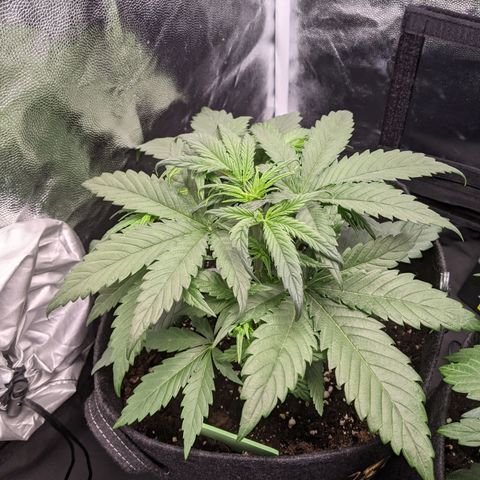 Fat Banana Automatic growlog timeline photo