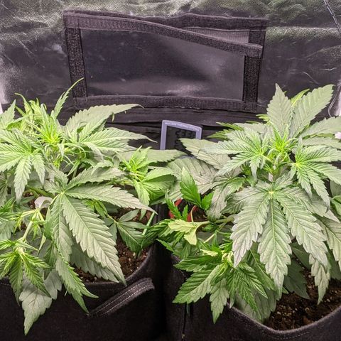 Fat Banana Automatic growlog timeline photo