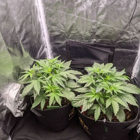 Fat Banana Automatic growlog timeline photo