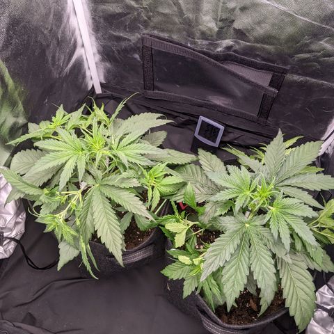 Fat Banana Automatic growlog timeline photo